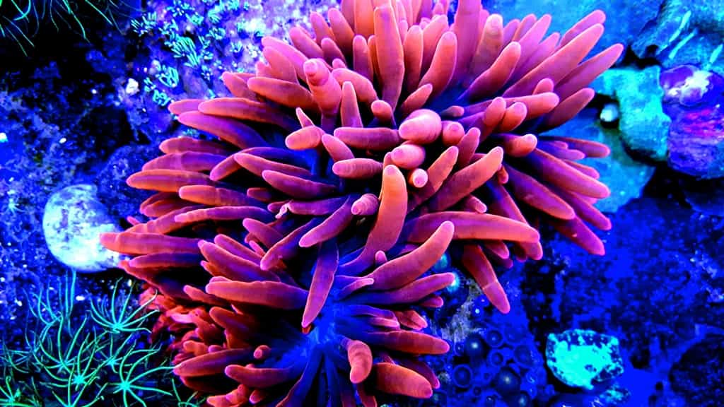 Entacmaea Quadricolor Red