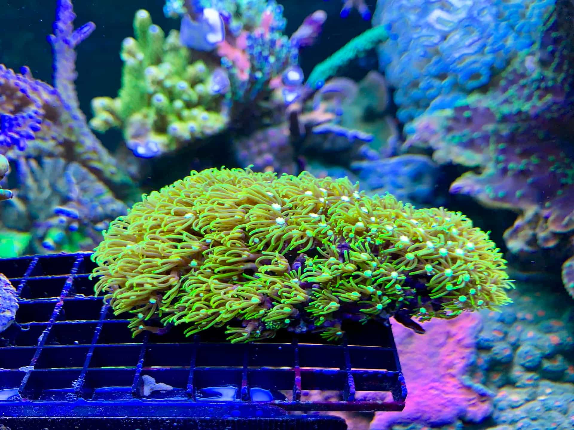 Briareum Violaceum - zdjęcie 2