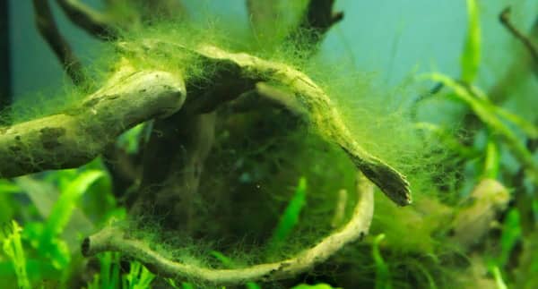 Najczęstsze błędy w akwarystyce słodkowodnej – jak ich uniknąć?