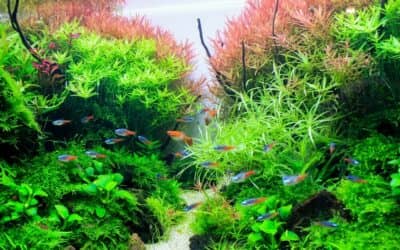 Akwarystyka słodkowodna